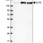 Merck Anti-SLTM antibody produced in rabbit