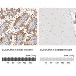 Merck Anti-SLC9A3R1 antibody produced in rabbit