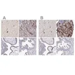 Merck Anti-VGF antibody produced in rabbit