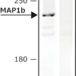 Merck Anti-MAP1b antibody, Mouse monoclonal