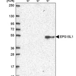 Merck Anti-EPS15L1 antibody produced in rabbit