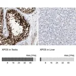 Merck Anti-XPO5 antibody produced in rabbit