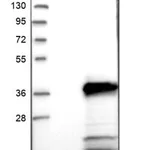 Merck Anti-TMEM53 antibody produced in rabbit