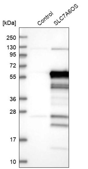 Merck Anti-SLC7A6OS antibody produced in rabbit
