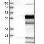 Merck Anti-SLC7A6OS antibody produced in rabbit