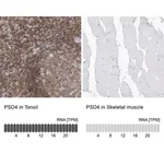 Merck Anti-PSD4 antibody produced in rabbit