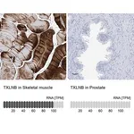 Merck Anti-TXLNB antibody produced in rabbit