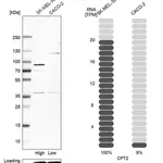 Merck Anti-CPT2 antibody produced in rabbit
