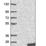 Merck Anti-CABP5 antibody produced in rabbit