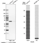 Merck Anti-PAWR antibody produced in rabbit