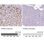 Merck Anti-ATP4B antibody produced in rabbit