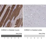 Merck Anti-CHRNA1 antibody produced in rabbit