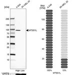 Merck Anti-MTSS1L antibody produced in rabbit