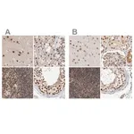 Merck Anti-ZNF830 antibody produced in rabbit
