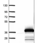 Merck Anti-PSMF1 antibody produced in rabbit