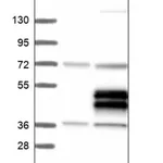 Merck Anti-TRIML2 antibody produced in rabbit