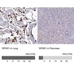 Merck Anti-SPNS1 antibody produced in rabbit