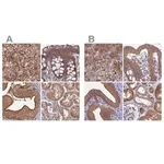 Merck Anti-STUB1 antibody produced in rabbit
