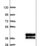 Merck Anti-KIF25 antibody produced in rabbit