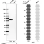 Merck Anti-IFIT3 antibody produced in rabbit