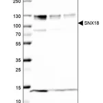 Merck Anti-SNX18 antibody produced in rabbit