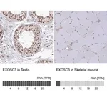 Merck Anti-EXOSC3 antibody produced in rabbit