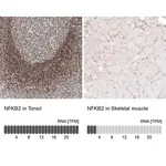 Merck Monoclonal Anti-NFKB2 antibody produced in mouse