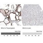Merck Monoclonal Anti-BCL2 antibody produced in mouse