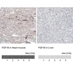 Merck Monoclonal Anti-FGF18 antibody produced in mouse