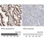 Merck Monoclonal Anti-PGR antibody produced in mouse
