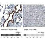 Merck Monoclonal Anti-SMAD2 antibody produced in mouse
