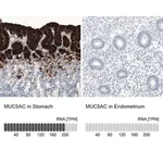 Merck Monoclonal Anti-MUC5AC antibody produced in mouse
