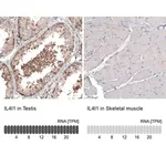 Merck Monoclonal Anti-IL4I1 antibody produced in mouse