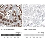 Merck Monoclonal Anti-FOLH1 antibody produced in mouse