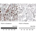 Merck Monoclonal Anti-FOLH1 antibody produced in mouse