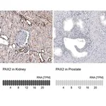 Merck Monoclonal Anti-PAX2 antibody produced in mouse