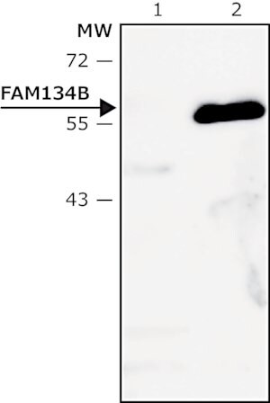 Merck Anti-FAM134B (lumenal) antibody produced in rabbit