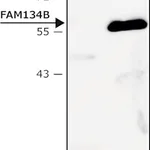 Merck Anti-FAM134B (lumenal) antibody produced in rabbit