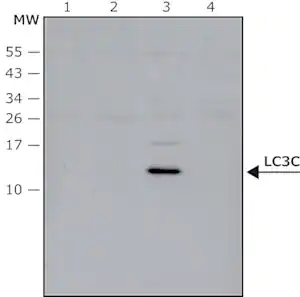 Merck Anti-LC3C antibody produced in rabbit
