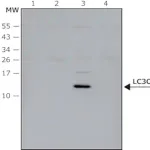 Merck Anti-LC3C antibody produced in rabbit
