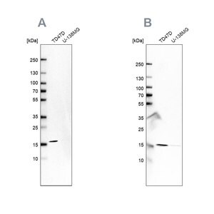Merck Anti-POLR2H