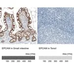 Merck Monoclonal Anti-EPCAM antibody produced in mouse