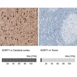 Merck Monoclonal Anti-SORT1 antibody produced in mouse