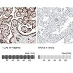 Merck Monoclonal Anti-ITGA5 antibody produced in mouse