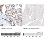 Merck Monoclonal Anti-ITGA6 antibody produced in mouse