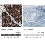 Merck Monoclonal Anti-CPA1 antibody produced in mouse