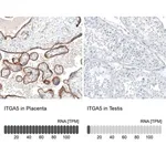 Merck Monoclonal Anti-ITGA5 antibody produced in mouse