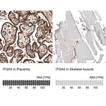 Merck Monoclonal Anti-ITGA5 antibody produced in mouse
