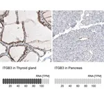 Merck Monoclonal Anti-ITGB3 antibody produced in mouse