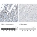 Merck Monoclonal Anti-ITGB4 antibody produced in mouse
